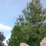 �������, 54